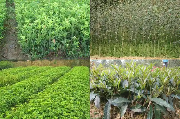 桂花干可以做桂花糕吗?1682134062296