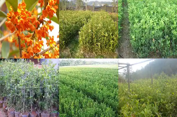 桂花干可以做桂花糕吗?1682134062389