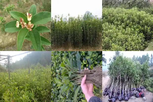 刚摘下的桂花可以直接泡水喝吗1682134131009