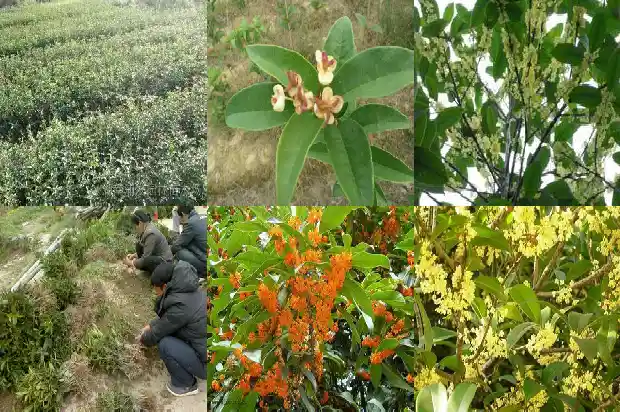 桂花可以泡茶喝吗1682134164810