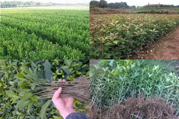 桂花可以泡茶喝吗1682134164855