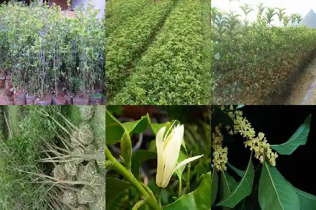 桂花可以泡茶喝吗1682134164902