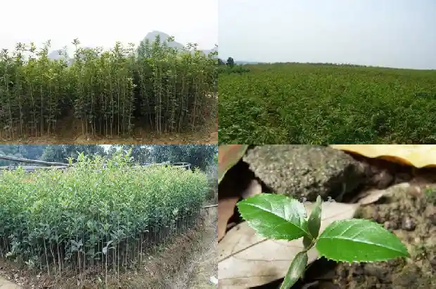 桂花怎么做香包1682134196329