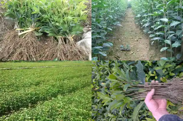 桂花怎么做香包1682134196469