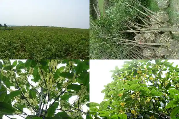 桂花雨的笔记内容1688948783934