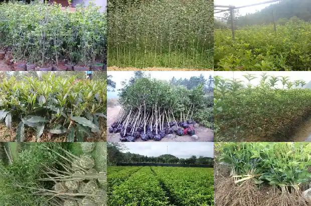 桂花树的特点和用途1682134260153