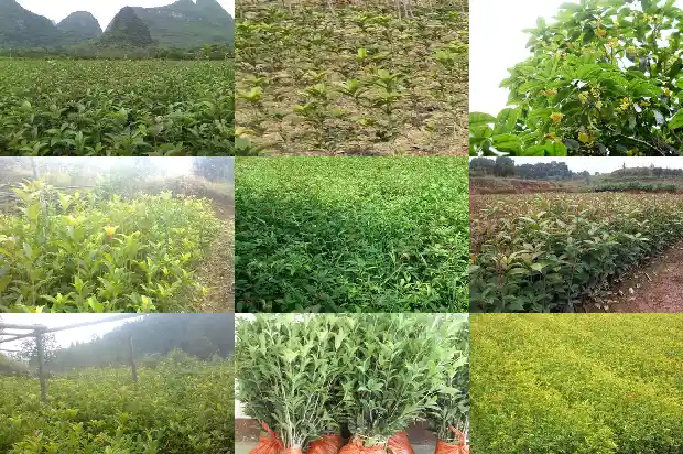 家门口种哪种桂花树好1682208525384