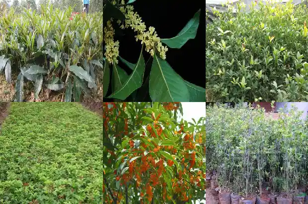 家门口种哪种桂花树好1682208525393