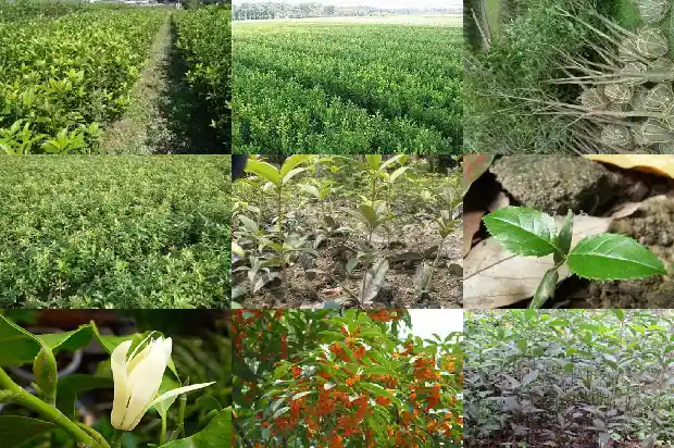 家门口种哪种桂花树好1682208525402