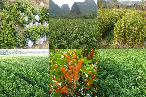 家门口种哪种桂花树好1682208525411