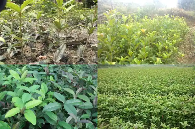 桂花树的介绍100字左右1682208938781