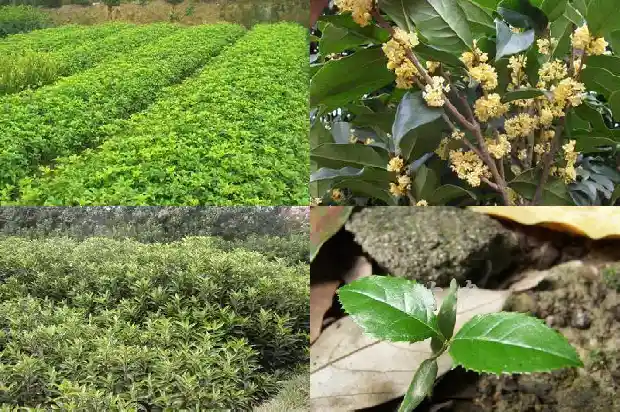 桂花树的介绍100字左右1682208938828