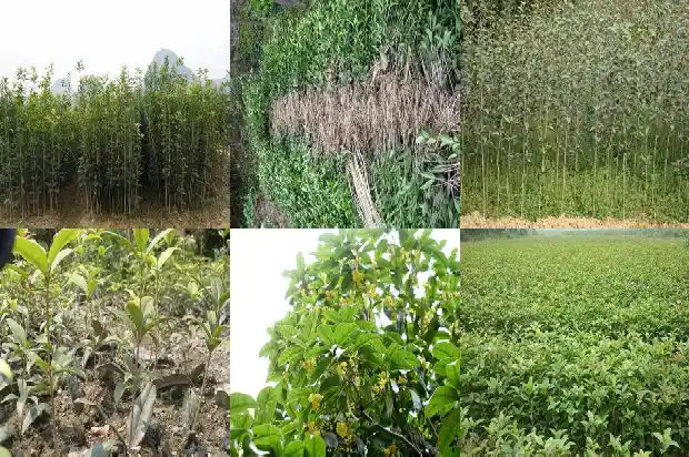 桂花树的介绍100字左右1682208938875