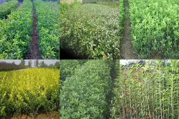 桂花树的传说100字左右1682209058011