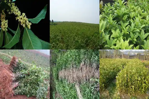 桂花树的传说100字左右1682209058059