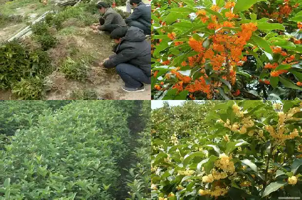 可以吃的桂花是什么品种1682209186235