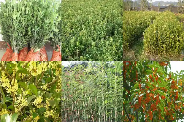 可以吃的桂花是什么品种1682209186283