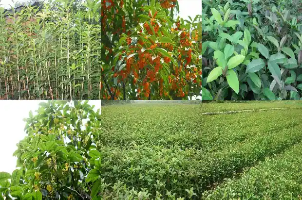桂花树能在河北种植吗1682209314496