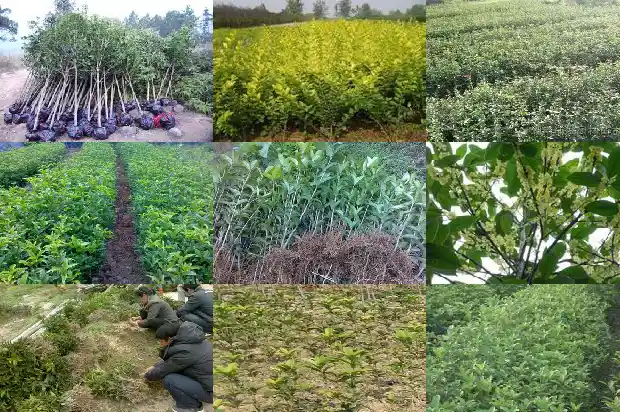 桂花树能在河北种植吗1682209314544
