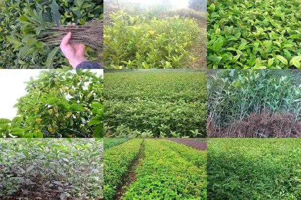 河南北部能种桂花树吗1682209547456