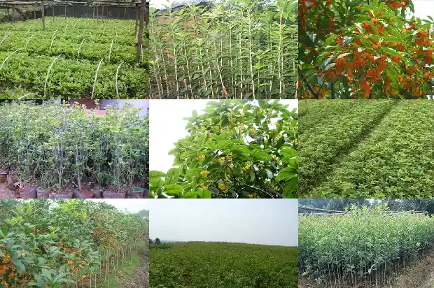 河南北部能种桂花树吗1682209547504