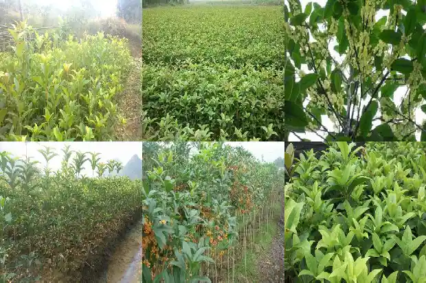 河南北部能种桂花树吗1682209547599