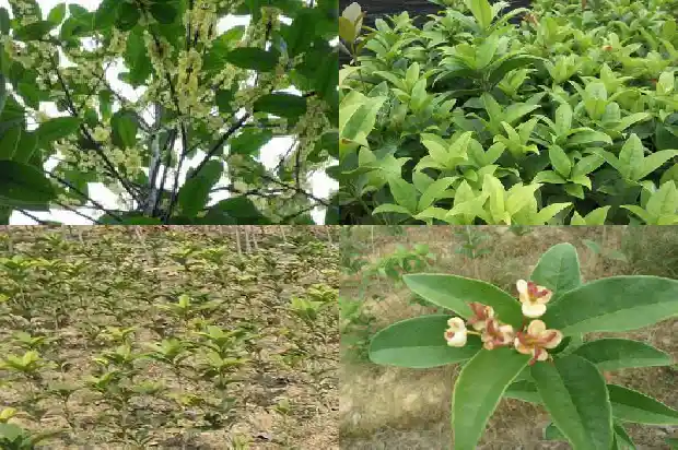 桂花树的名片简短1682209740039