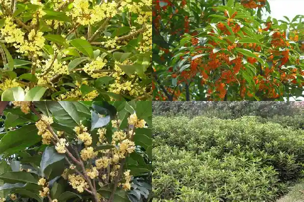 桂花树的名片简短1682209740087