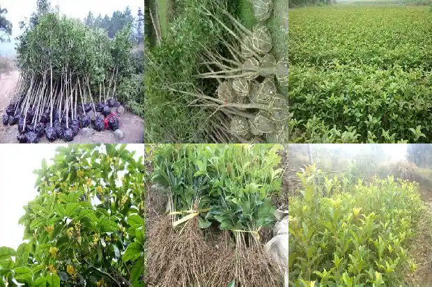 桂花树的名片简短1682209740135