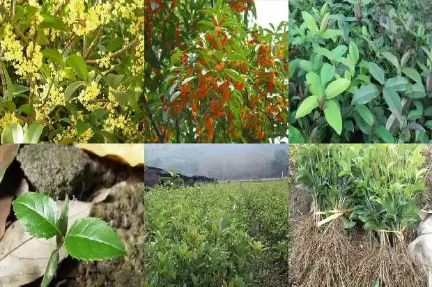 桂花树的名片简短1682209740182