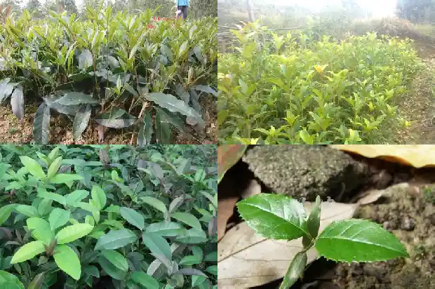 桂花树名片简单的内容怎么写1682209874095