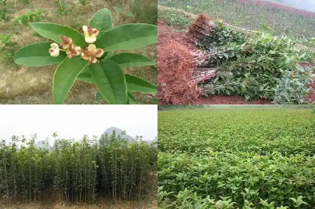 桂花楠木怎么样养护和修剪1688436048949