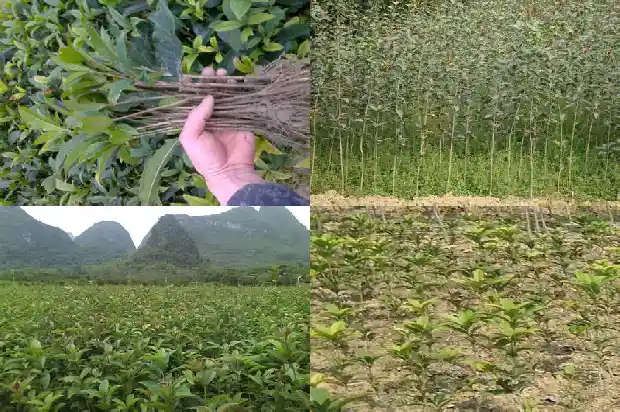 大金桂花树多少钱一棵1682210001028
