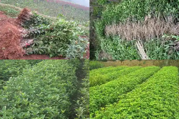 金黄的桂花树1682210277721
