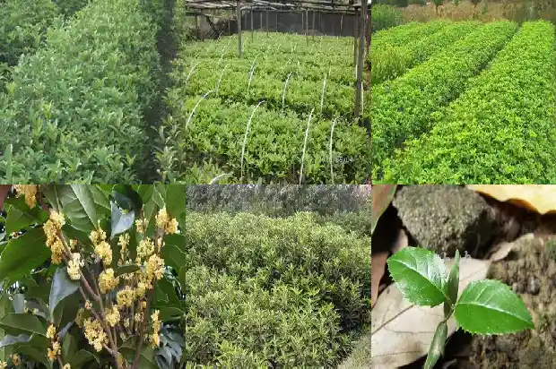 月桂和桂花1682210383835