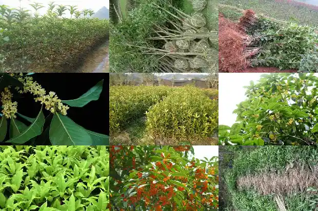 大桂花树苗价格表1689726336997