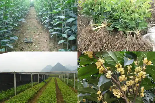 金桂和桂花是一种树吗1682210592585
