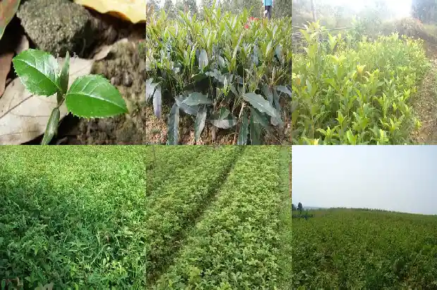 金桂和桂花是一种树吗1682210592681
