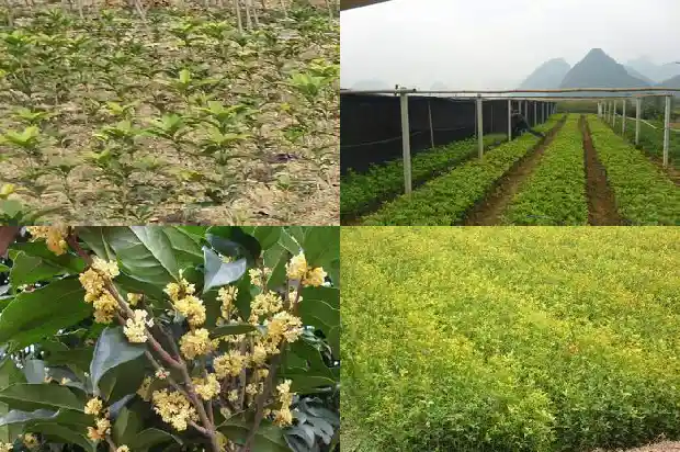 桂花树金桂和银桂有什么区别1682210687461