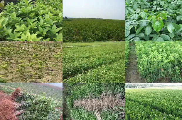 桂花树是什么地方的树1689985845415