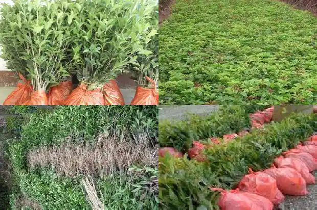 黄金桂花树一年开多少次花1682210786769