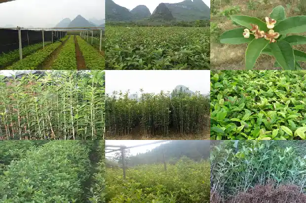 黄金桂花树一年开多少次花1682210786817