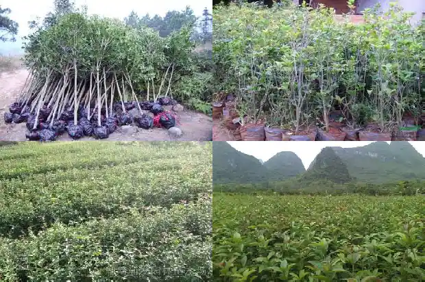 桂花配什么1689577049608