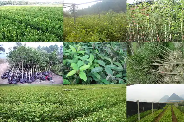 形容桂花香味的词语1682210987993