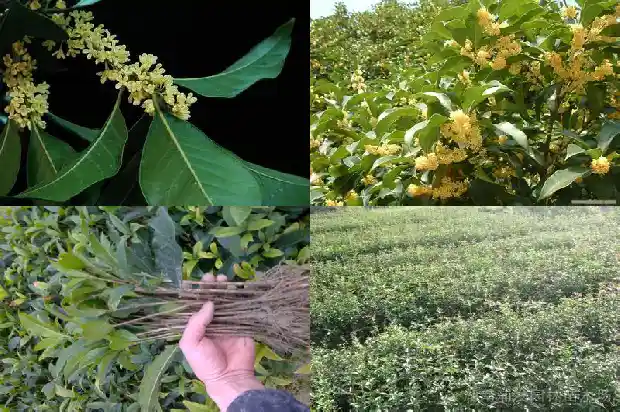 形容桂花香味的词语1682210988041