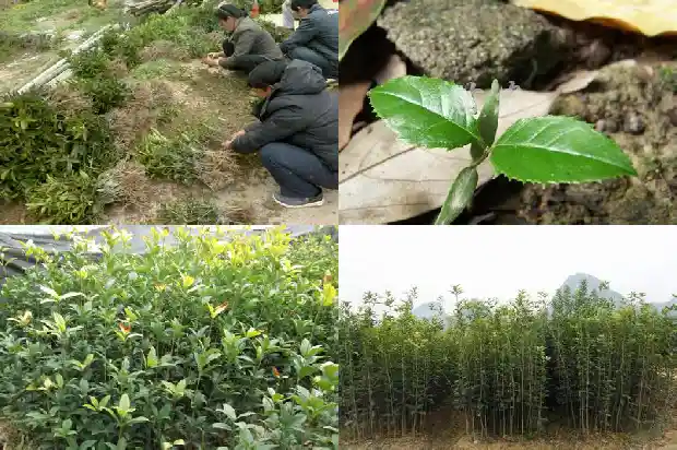 桂花的名称有哪些1682211123129