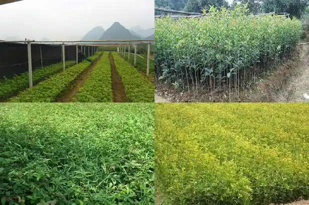 结子檀香桂花好吗什么特点1682211230288