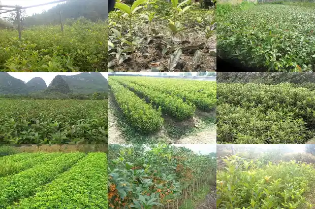 桂花木料雕刻1688519351444