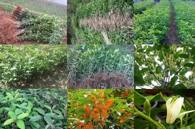 桂花香对睡眠有好处吗知乎1689312889674