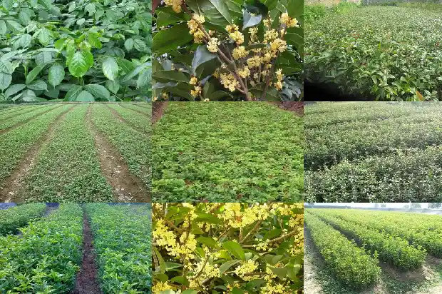 桂花树一年开几次花最好呢1688523326673